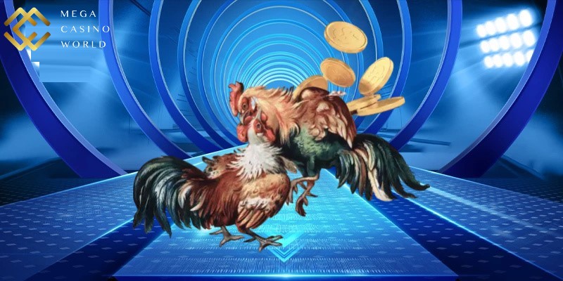 Đá gà Thomo có lịch sử lâu đời