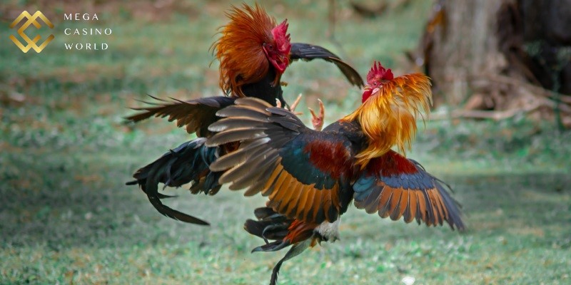 Sân chơi đưa ra tính năng đặt cược tiện lợi